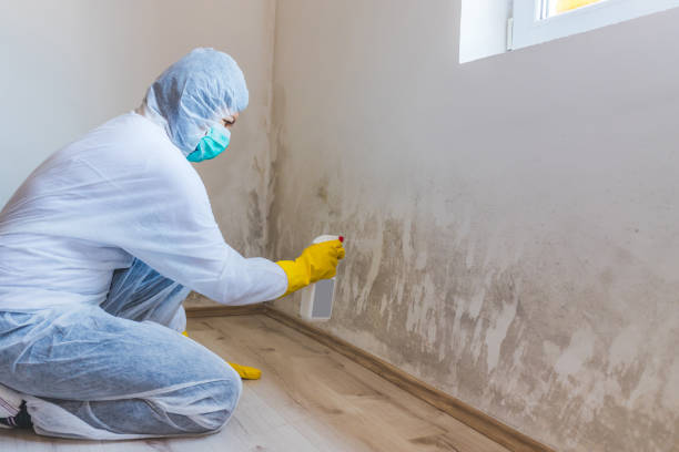 Licensed Attic Mold Removal service in Fayetteville, NC - Cheap Mold Removal