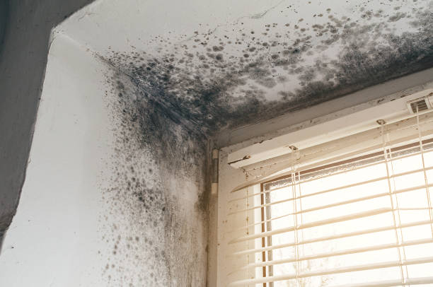 Trusted Mold Inspection service in Fayetteville, NC - Cheap Mold Removal